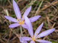 Drei geöffnete Herbstzeitlosen Blüten